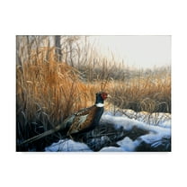 Trademark Fine Art 'Pheasant' Canvas Art by Rusty Frentner