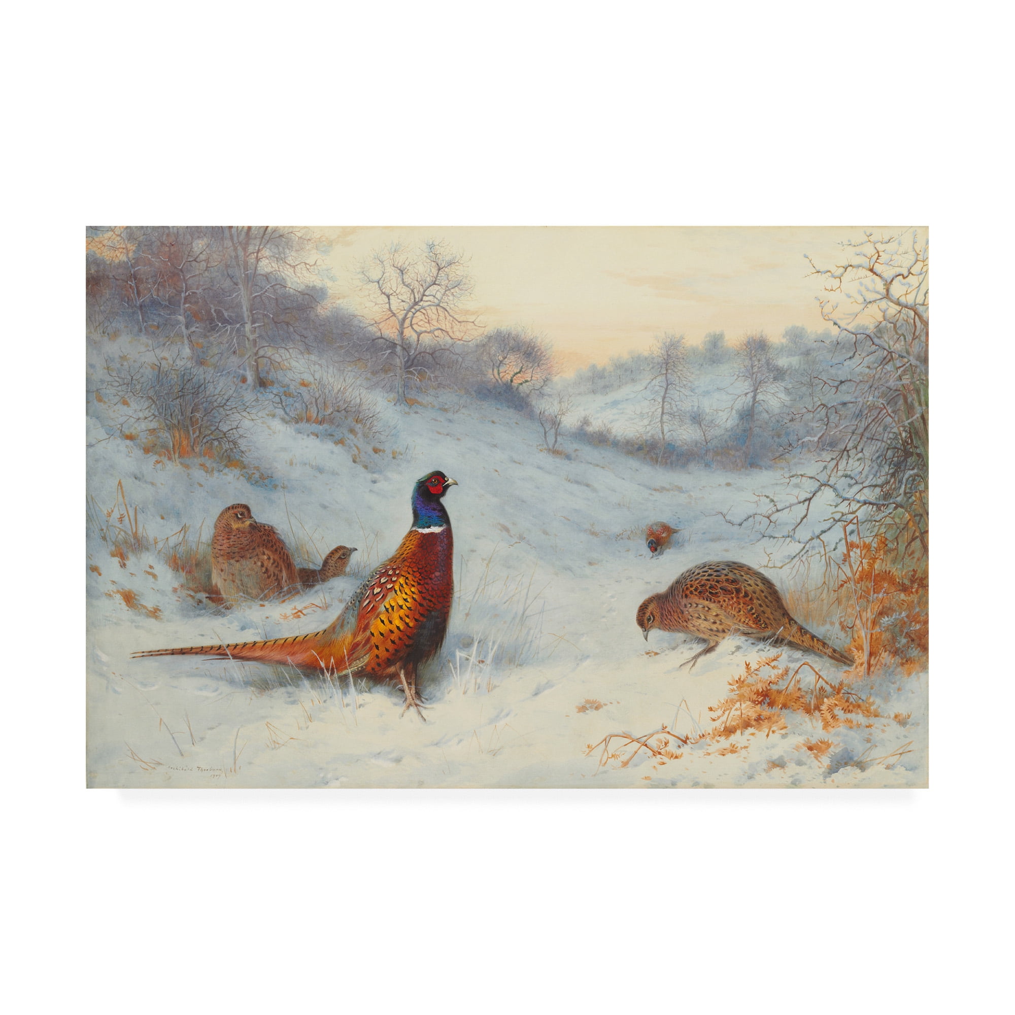 Trademark Fine Art 'Pheasant in the snow' Canvas Art by Archibald Thorburn