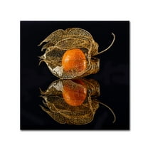 Trademark Fine Art 'Physalis' Canvas Art by Klaus Grosshanten