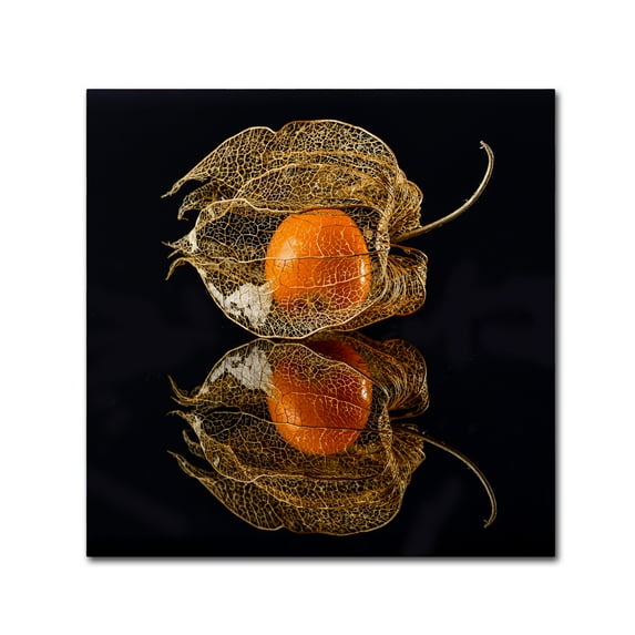 Trademark Fine Art 'Physalis' Canvas Art by Klaus Grosshanten