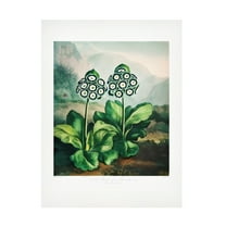 Trademark Fine Art Pictufy  A Group of Auriculas from The Temple of Flora 2 1807 Canvas Wall Art