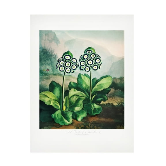 Trademark Fine Art Pictufy  A Group of Auriculas from The Temple of Flora 2 1807 Canvas Wall Art