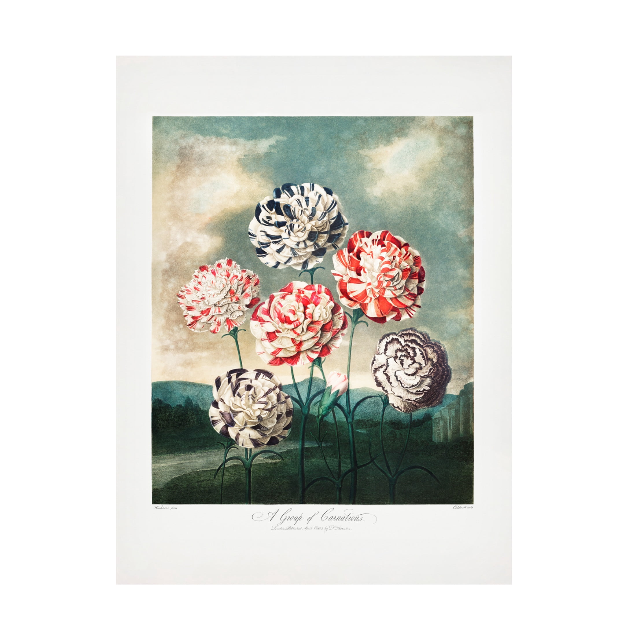 Trademark Fine Art Pictufy  A Group of Carnations from The Temple of Flora 1807 Canvas Wall Art