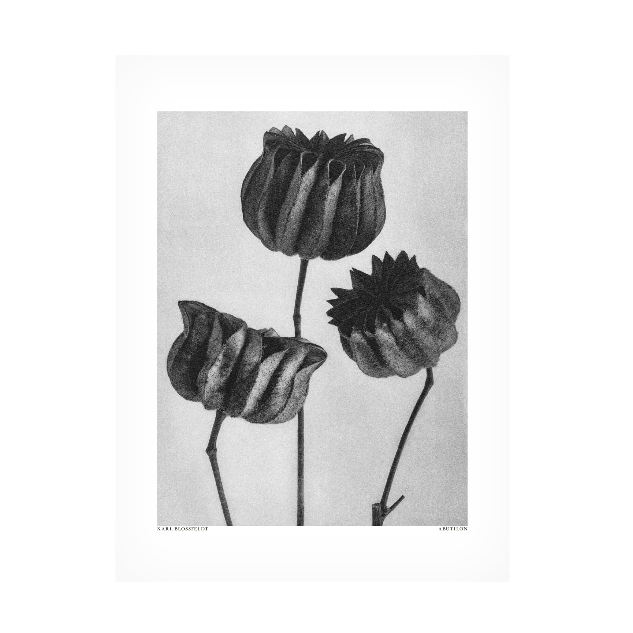 Trademark Fine Art Pictufy Abutilon Lime Mallow Canvas Wall Art