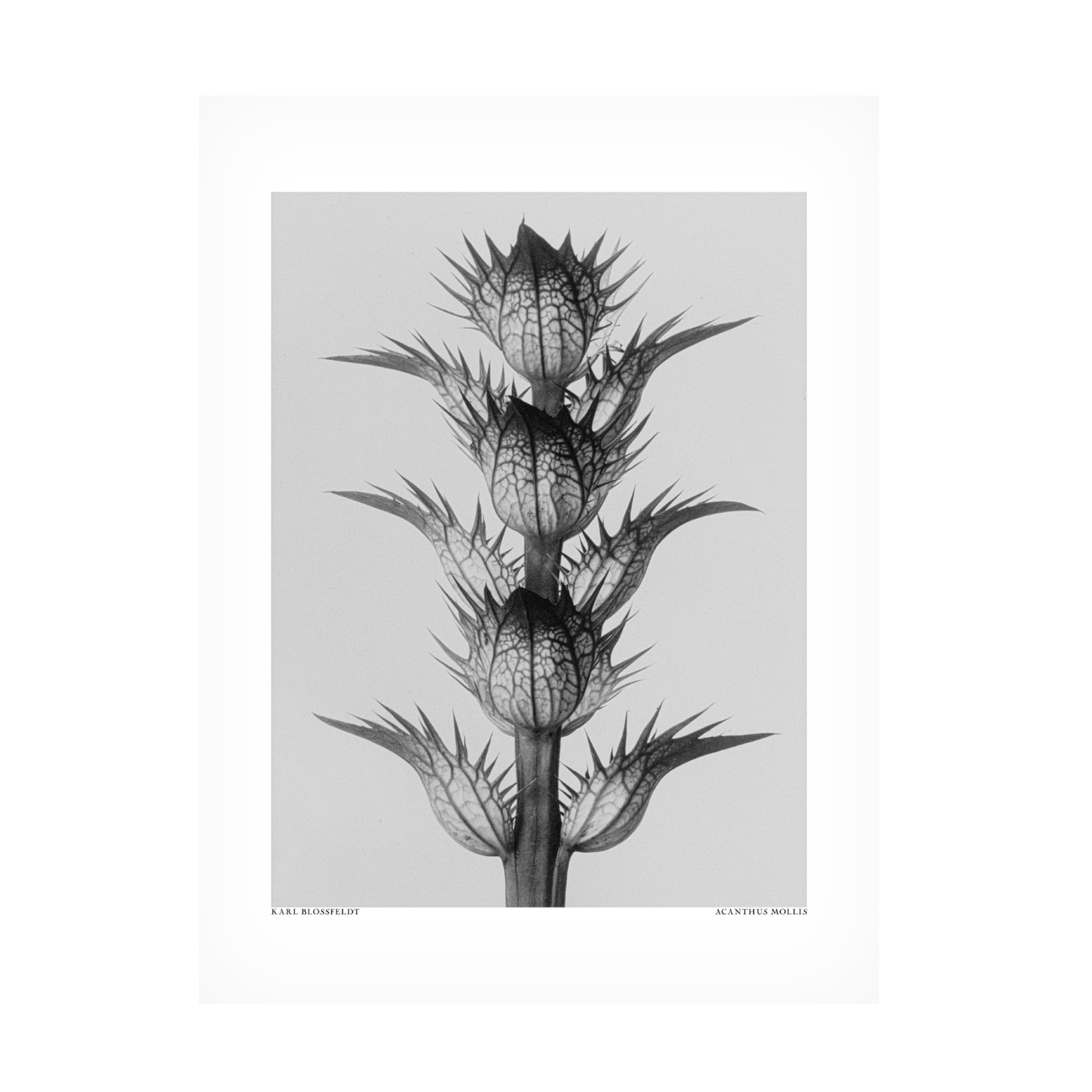 Trademark Fine Art Pictufy  Acanthus mollis Canvas Wall Art