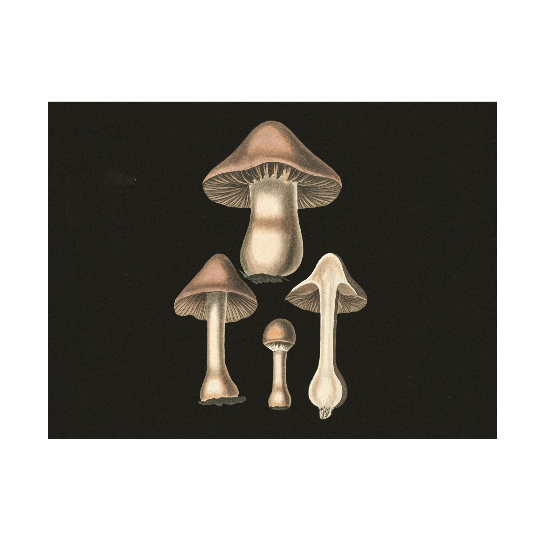 Trademark Fine Art Pictufy   Agaricus Bulbosus  Dark Background Canvas Wall Art
