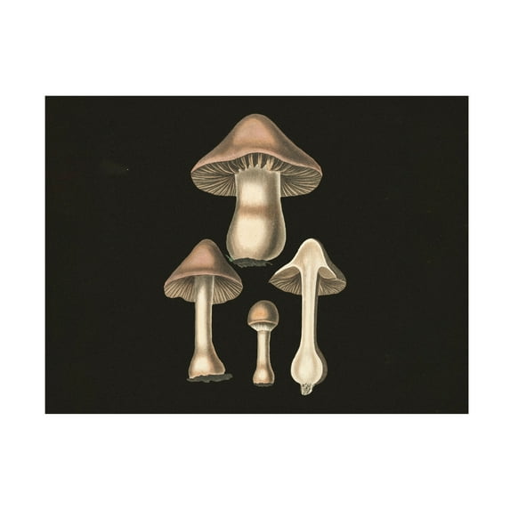 Trademark Fine Art Pictufy Agaricus Bulbosus Dark Background Canvas Wall Art