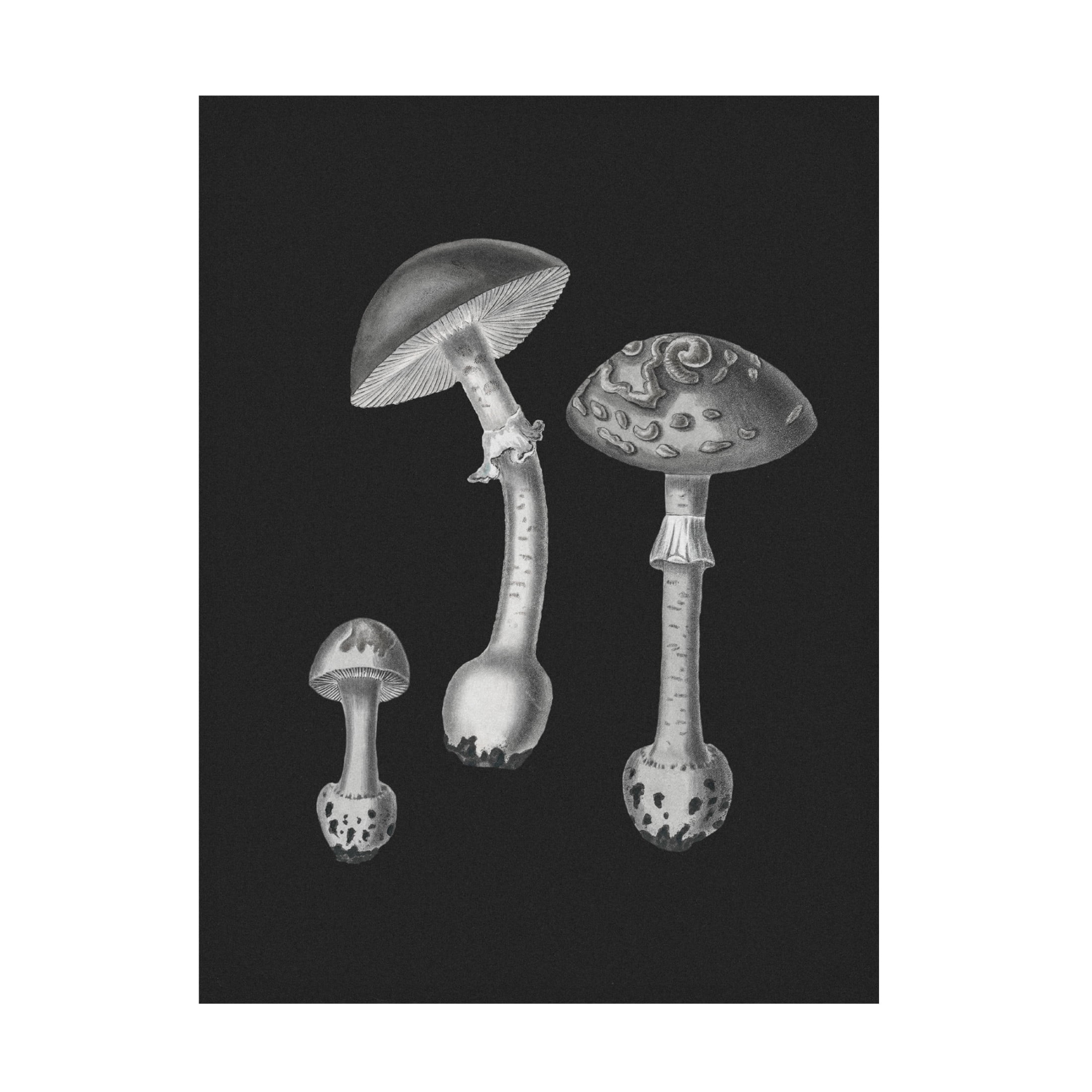 Trademark Fine Art Pictufy   Amanita Muscaria  Black Backgound BW Canvas Wall Art