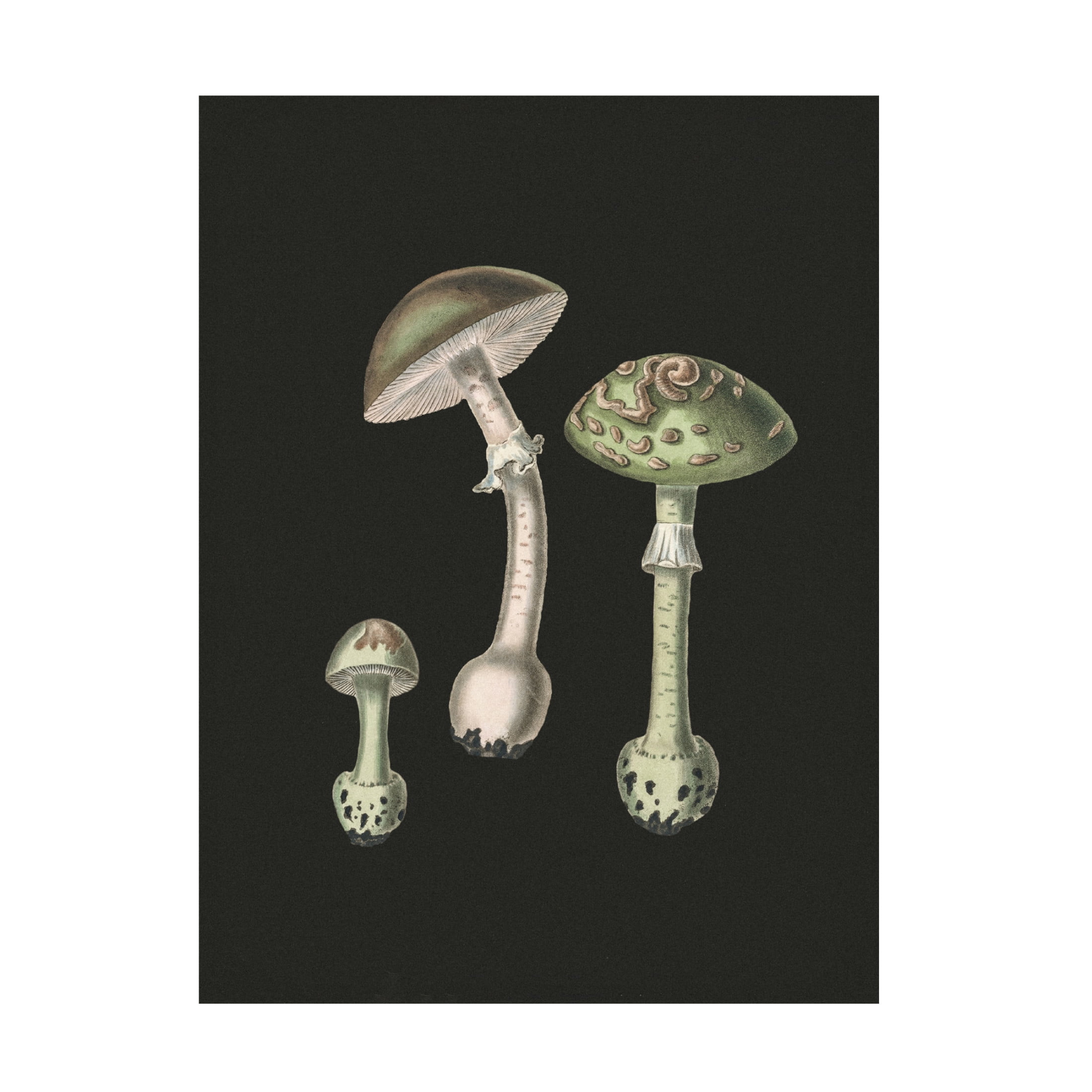 Trademark Fine Art Pictufy   Amanita Muscaria Dark Background Canvas Wall Art