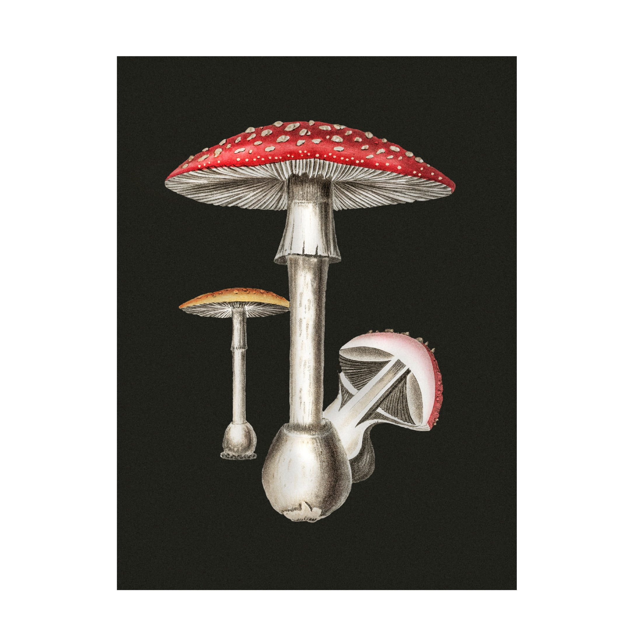 Trademark Fine Art Pictufy Amanita Muscaria Dark Background Canvas Wall Art