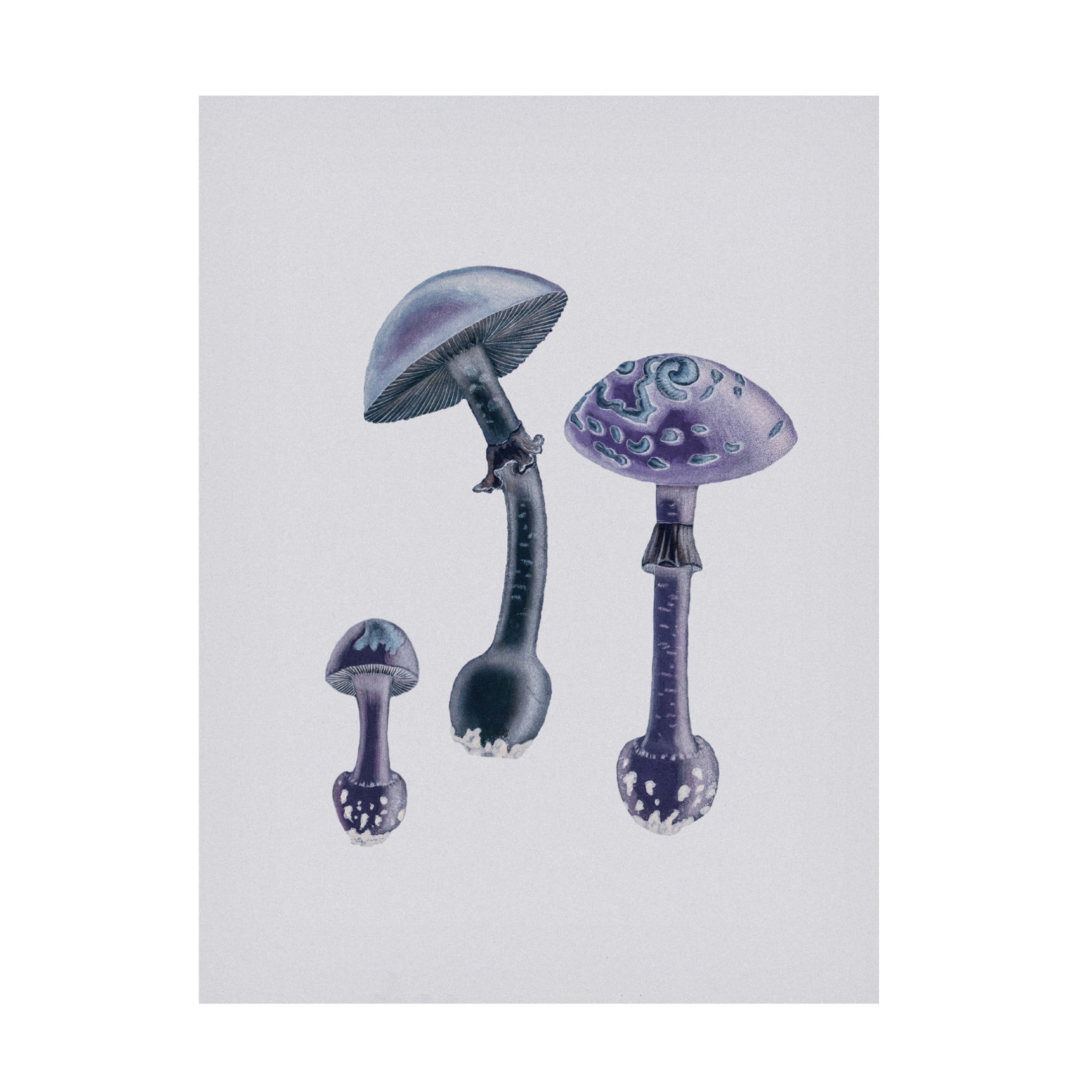 Trademark Fine Art Pictufy   Amanita Muscaria  White Backgound Purple Canvas Wall Art