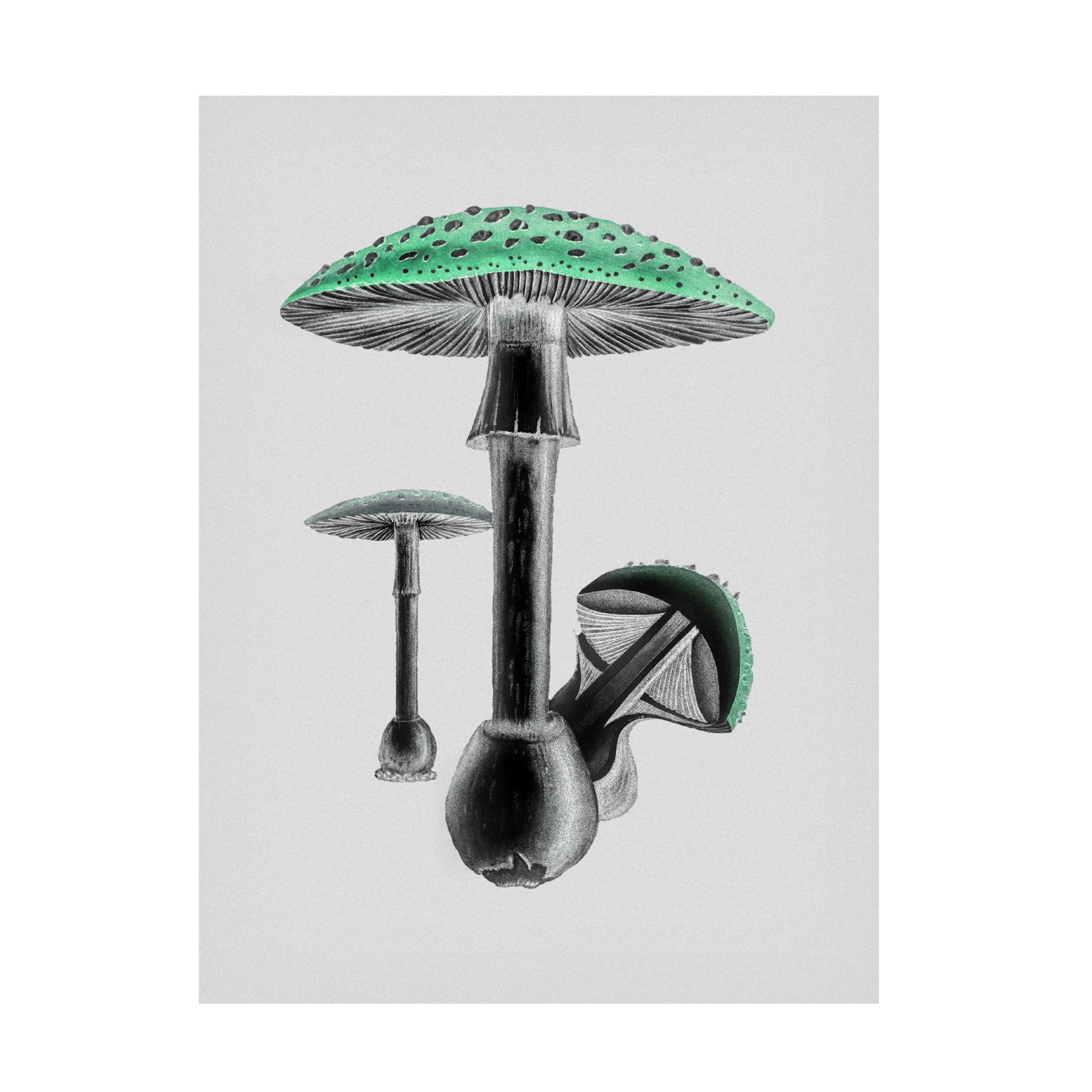 Trademark Fine Art Pictufy Amanita Muscaria White Background Green Canvas Wall Art