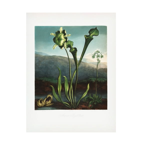 Trademark Fine Art Pictufy American Bog Plants from The Temple of Flora 1807 Canvas Wall Art