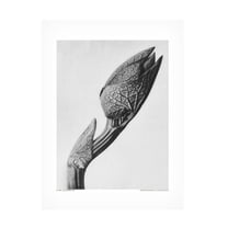 Trademark Fine Art Pictufy Aristolochia clematitis Canvas Wall Art
