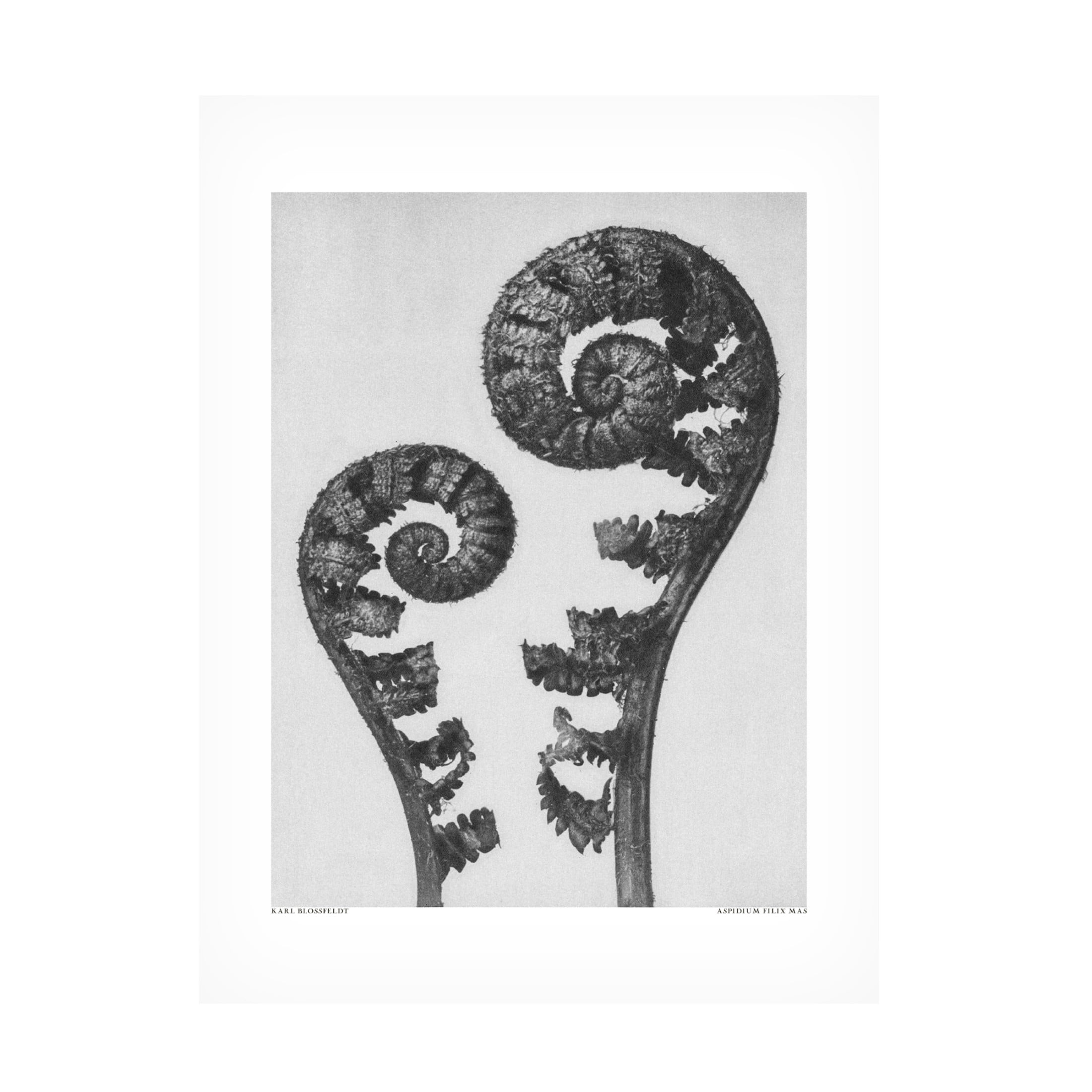 Trademark Fine Art Pictufy Aspidium Filix Mas Canvas Wall Art