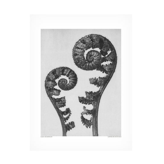 Trademark Fine Art Pictufy Aspidium Filix Mas Canvas Wall Art