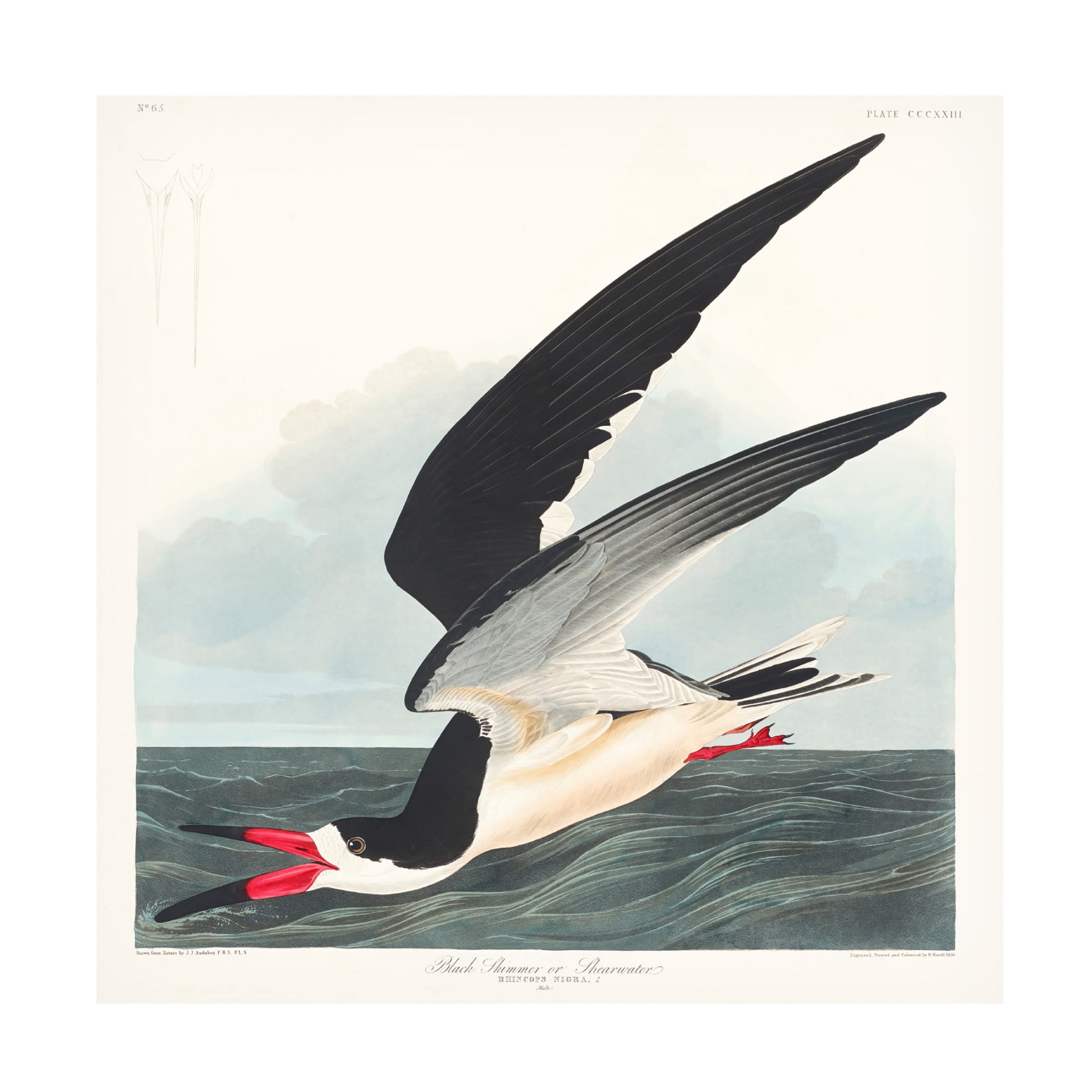 Trademark Fine Art Pictufy   Black Skimmer From Birds of America 1827 Canvas Wall Art