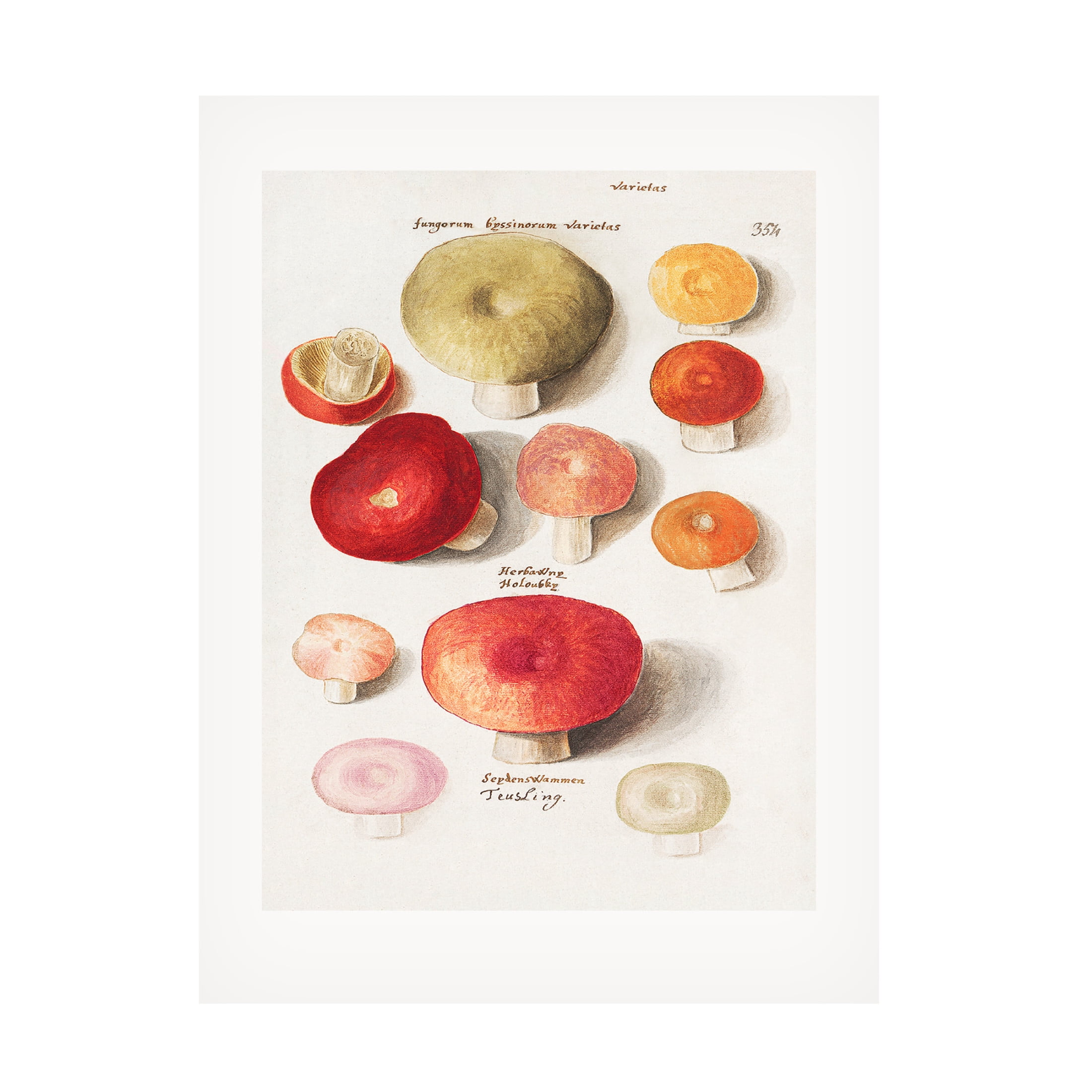 Trademark Fine Art Pictufy  Boleten, Boletales Standing Canvas Wall Art