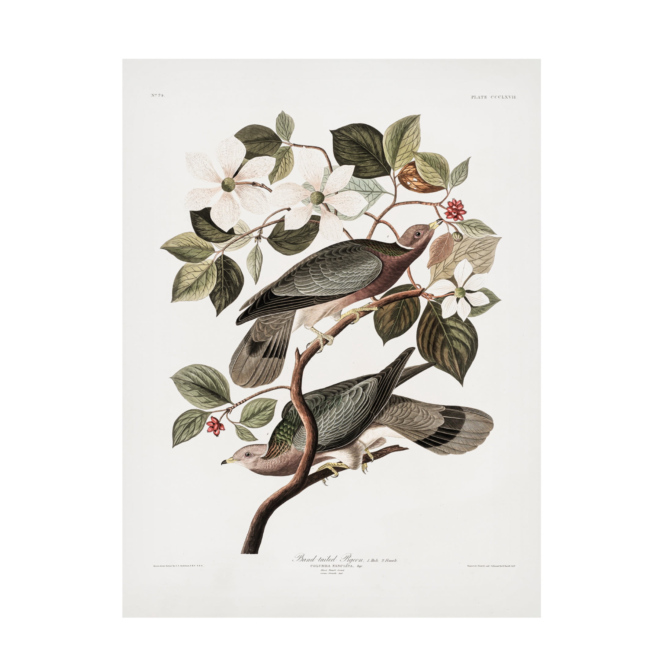 Trademark Fine Art Pictufy Brand Tailed Pigeon From Birds Of America 1827 Canvas Wall Art