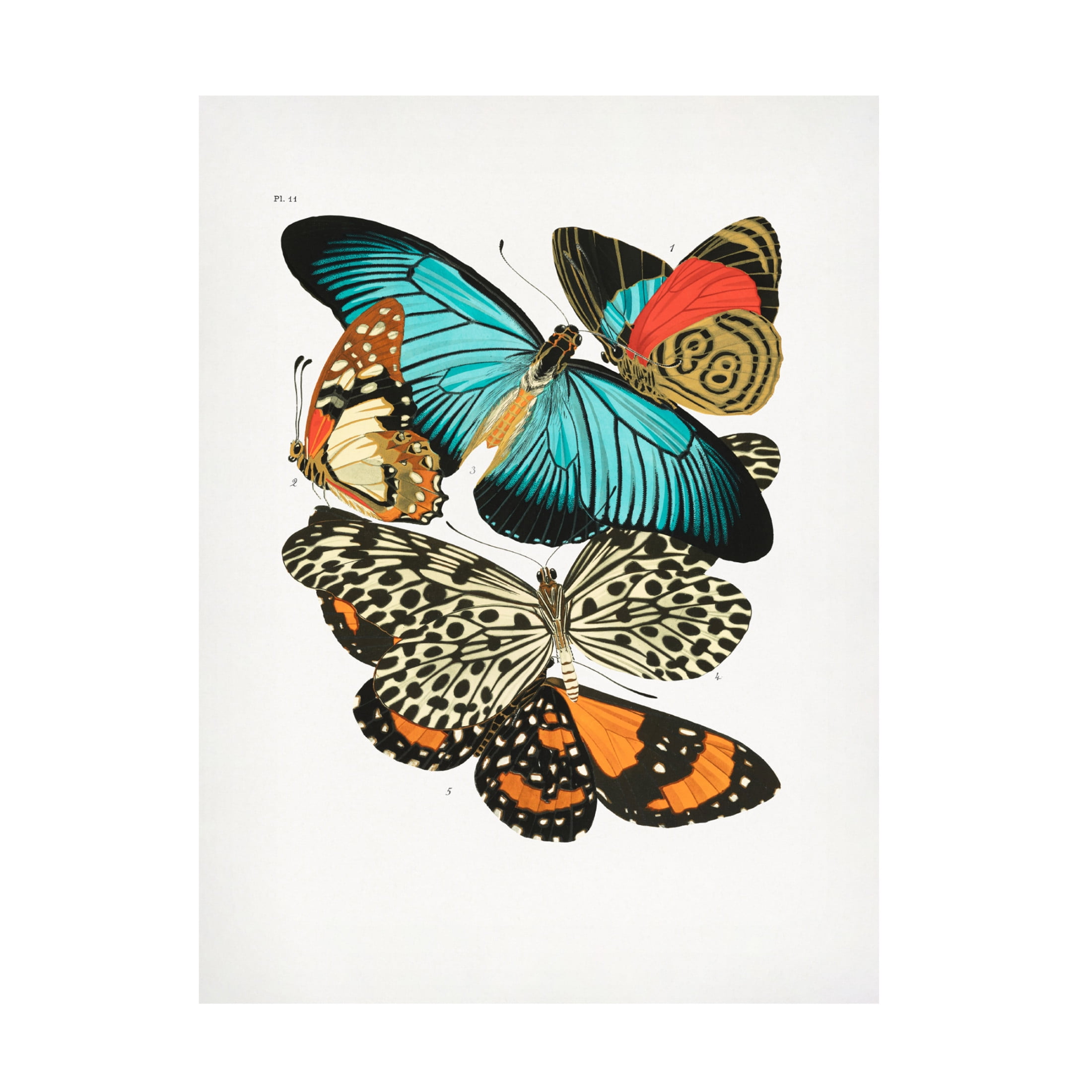 Trademark Fine Art Pictufy Butterflies 1 Canvas Wall Art