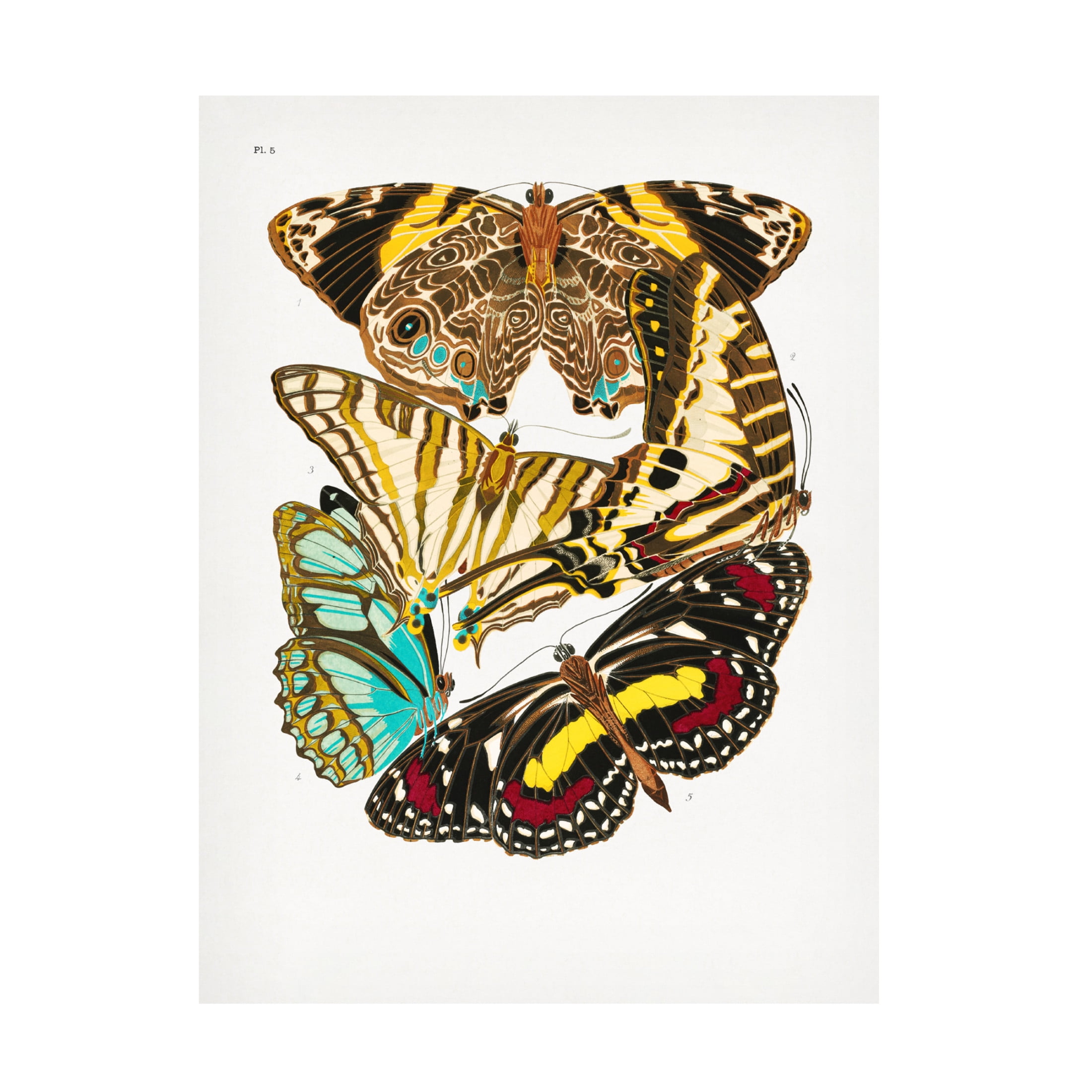 Trademark Fine Art Pictufy Butterflies 10 Canvas Wall Art