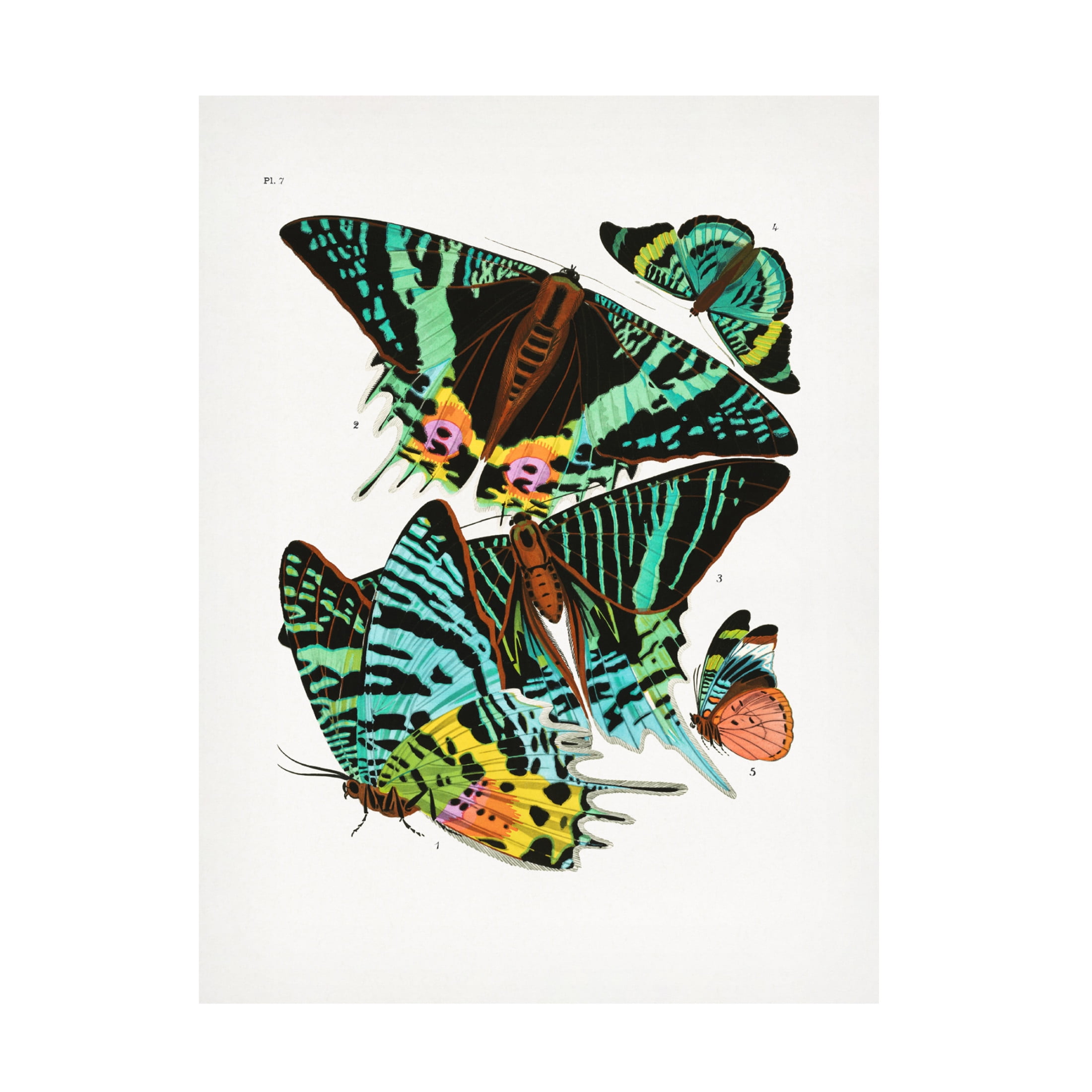 Trademark Fine Art Pictufy Butterflies 3 Canvas Wall Art