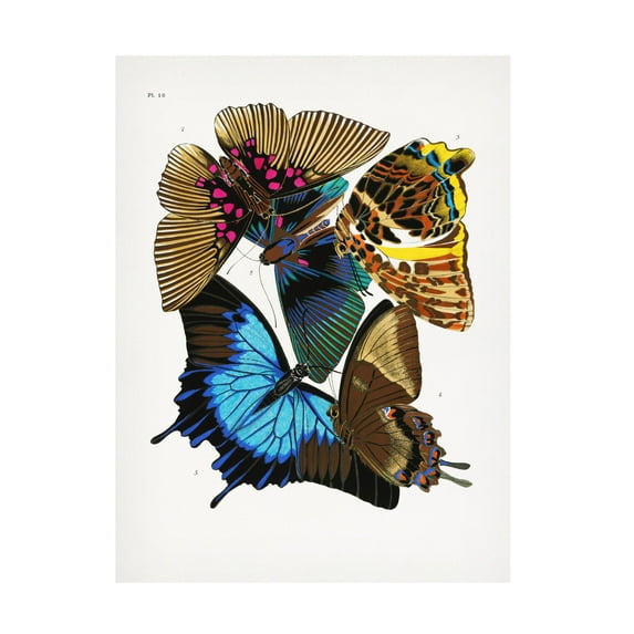 Trademark Fine Art Pictufy Butterflies 4 Canvas Wall Art