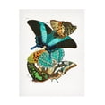 thumbnail image 1 of Trademark Fine Art Pictufy   Butterflies 5 Canvas Wall Art, 1 of 4