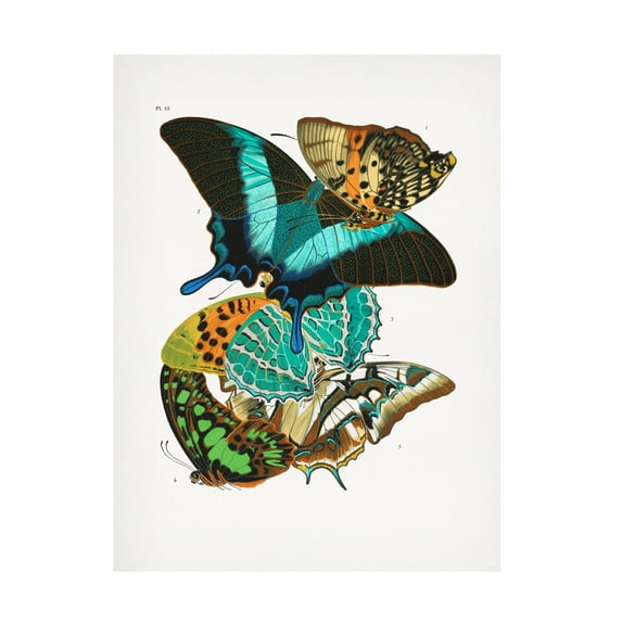 Trademark Fine Art Pictufy Butterflies 5 Canvas Wall Art
