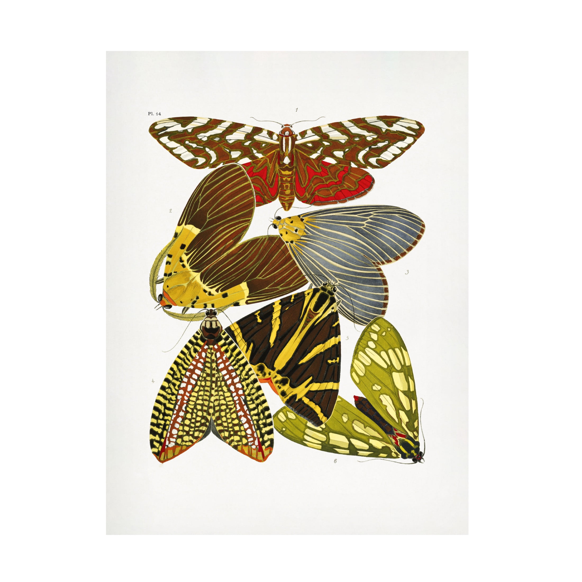 Trademark Fine Art Pictufy Butterflies 6 Canvas Wall Art