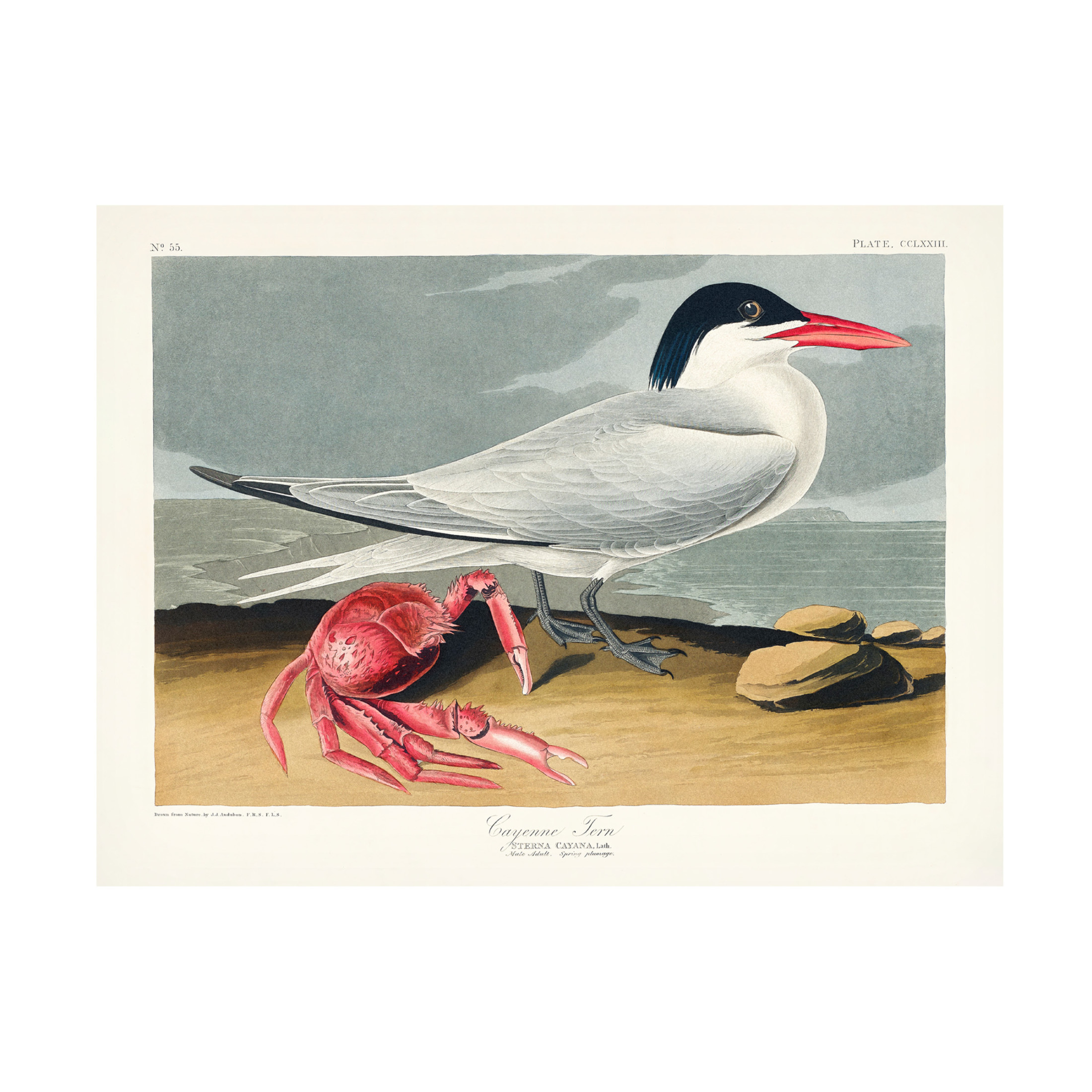 Trademark Fine Art Pictufy   Cayenne Tern From Birds of America 1827 Canvas Wall Art