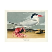 Trademark Fine Art Pictufy   Cayenne Tern From Birds of America 1827 Canvas Wall Art