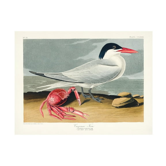 Trademark Fine Art Pictufy   Cayenne Tern From Birds of America 1827 Canvas Wall Art