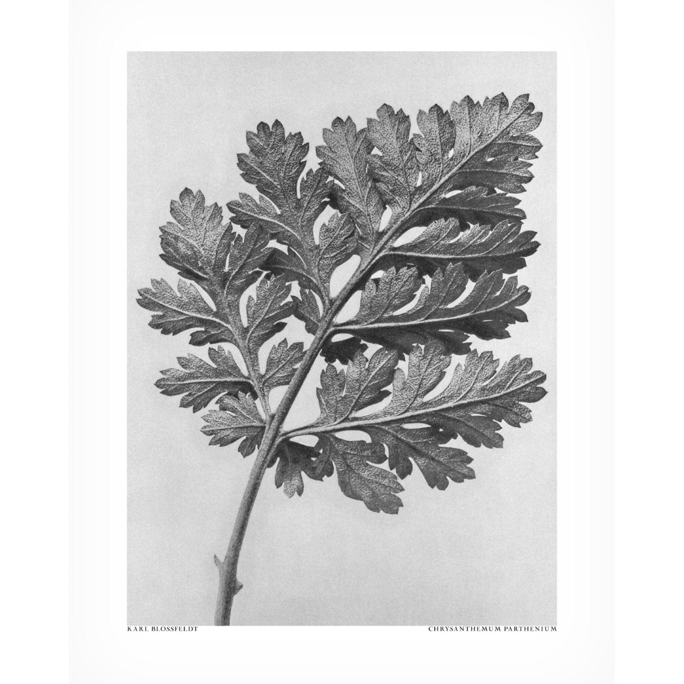 Trademark Fine Art Pictufy Chrysanthemum parthenium Canvas Wall Art