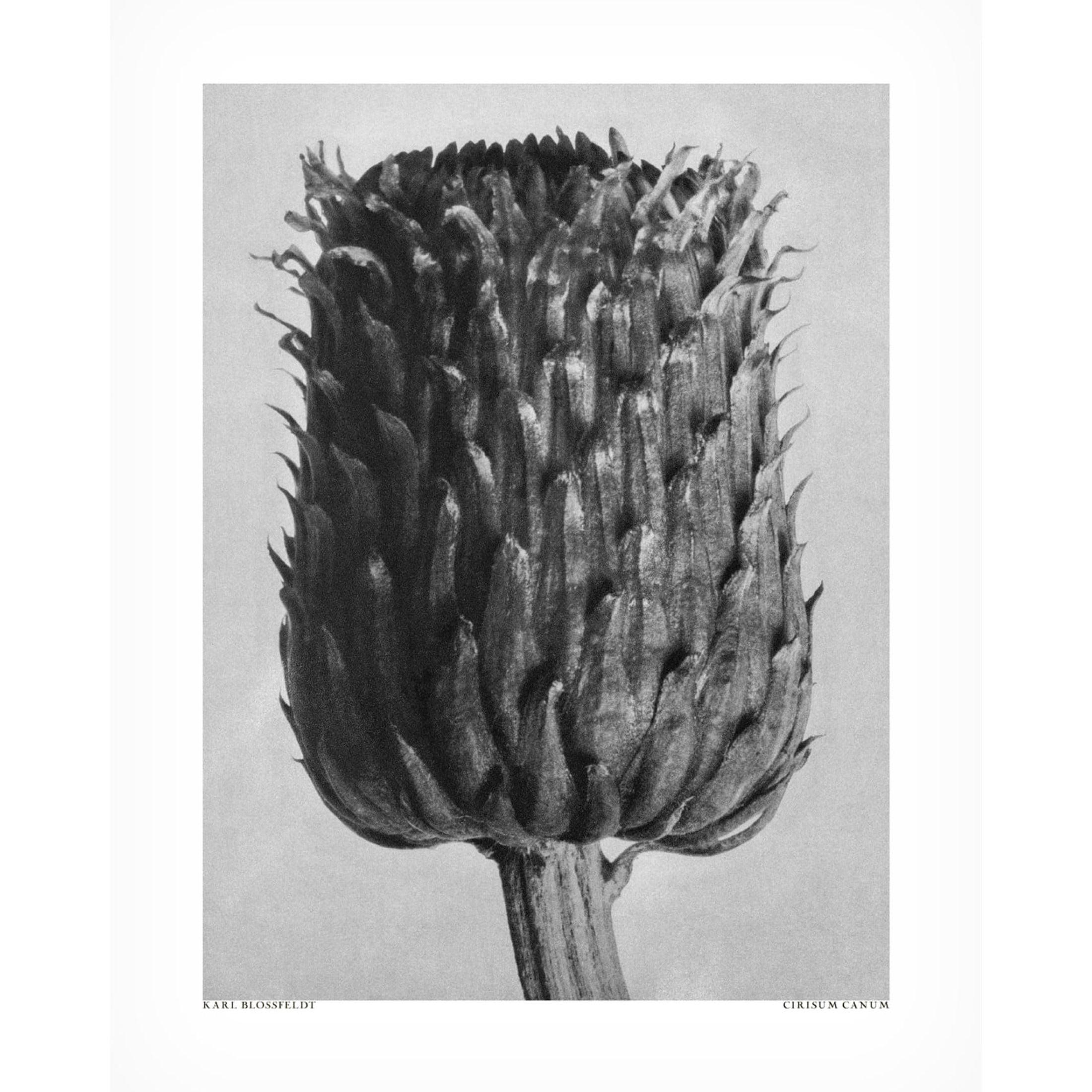 Trademark Fine Art Pictufy  Cirsium Canum Canvas Wall Art