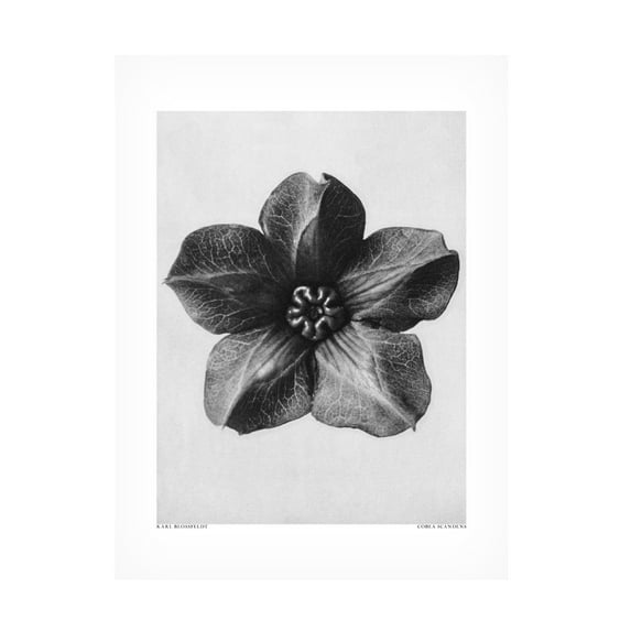 Trademark Fine Art Pictufy Cobaea Scandens Canvas Wall Art