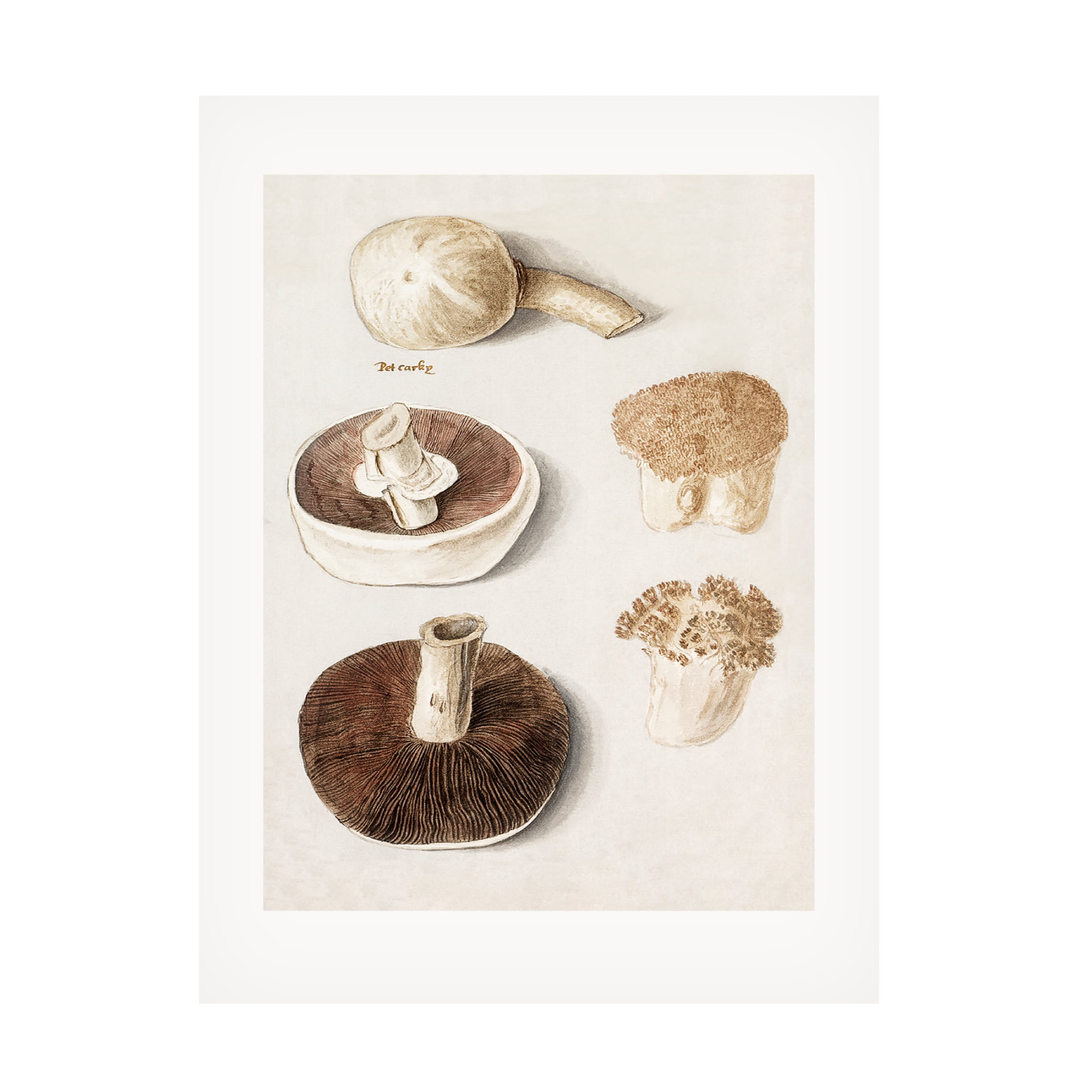 Trademark Fine Art Pictufy Common Meadow Mushroom Canvas Wall Art