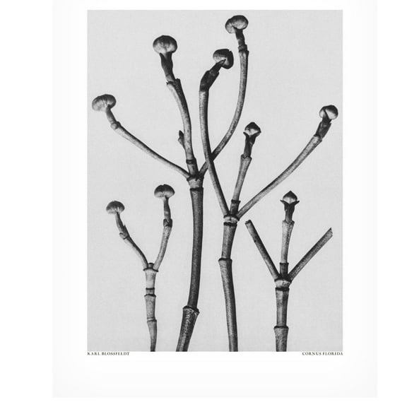 Trademark Fine Art Pictufy Cornus Florida Canvas Wall Art