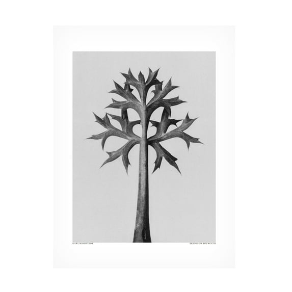 Trademark Fine Art Pictufy Eryngium Bourgatii Canvas Wall Art