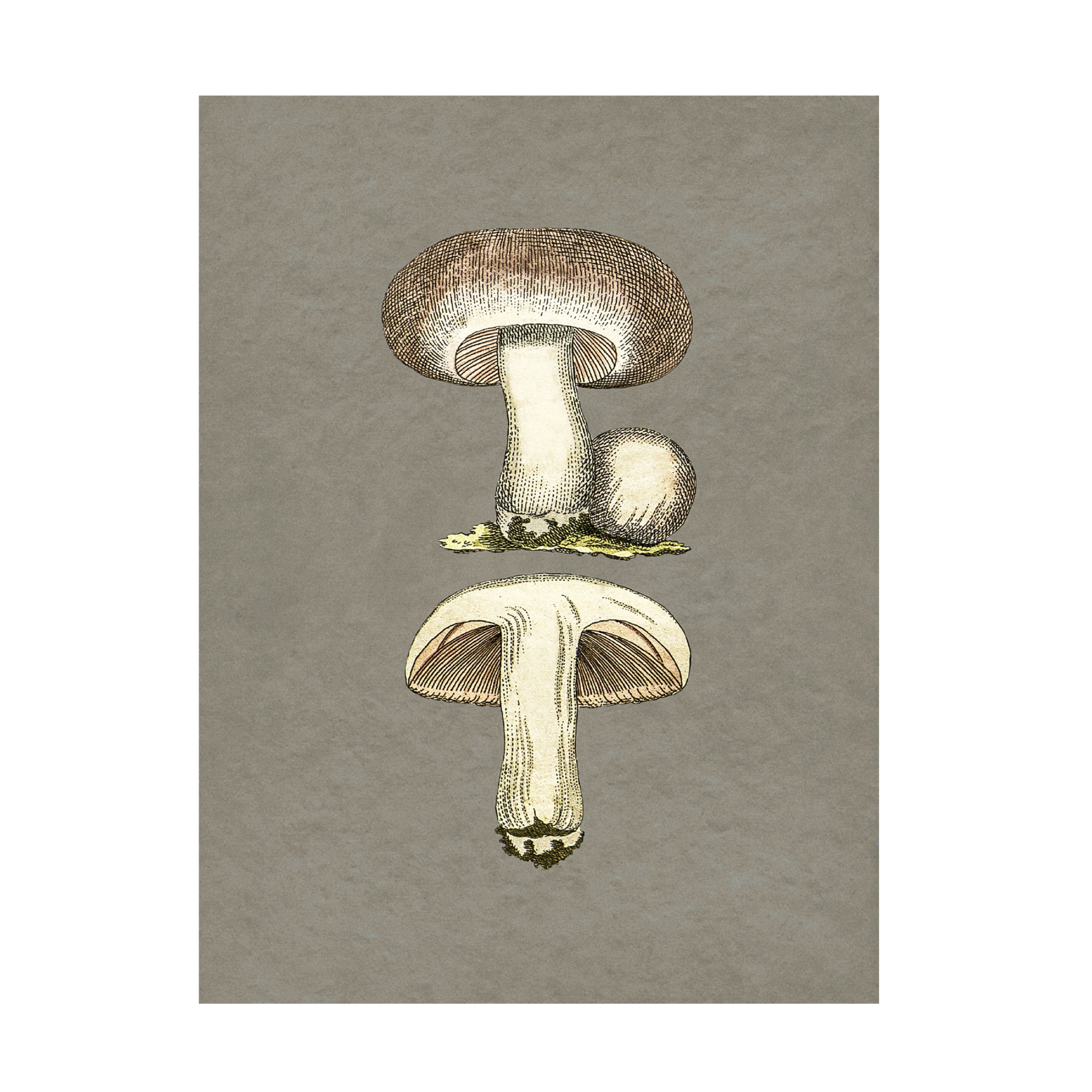 Trademark Fine Art Pictufy   Field Mushroom Canvas Wall Art