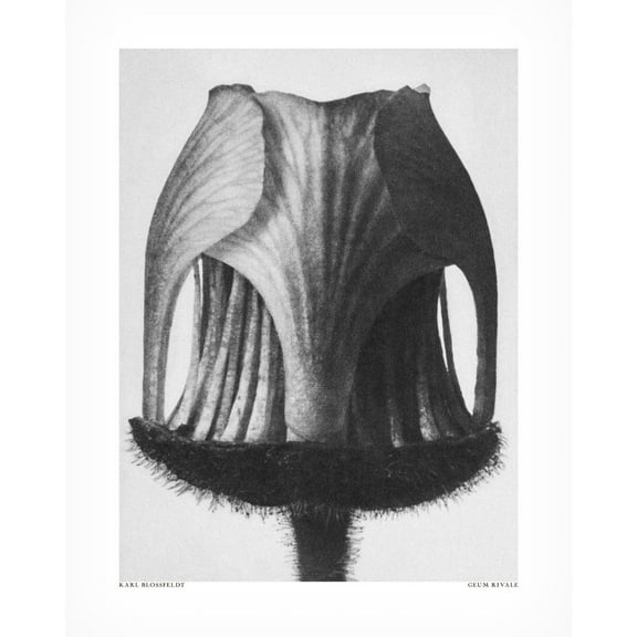 Trademark Fine Art Pictufy  Geum Rivale Canvas Wall Art