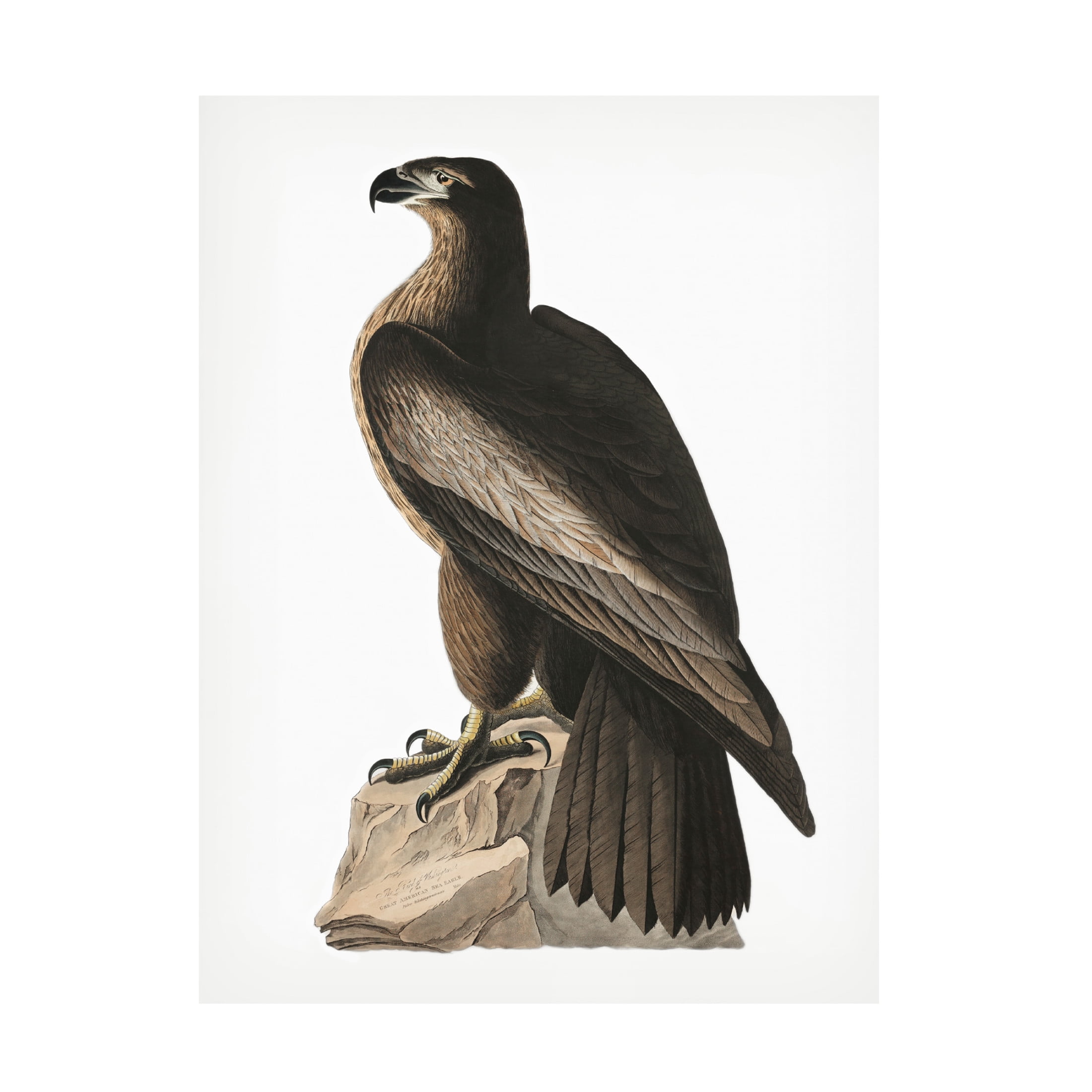 Trademark Fine Art Pictufy   Great American Sea Eagle From Birds of America 1827 Canvas Wall Art
