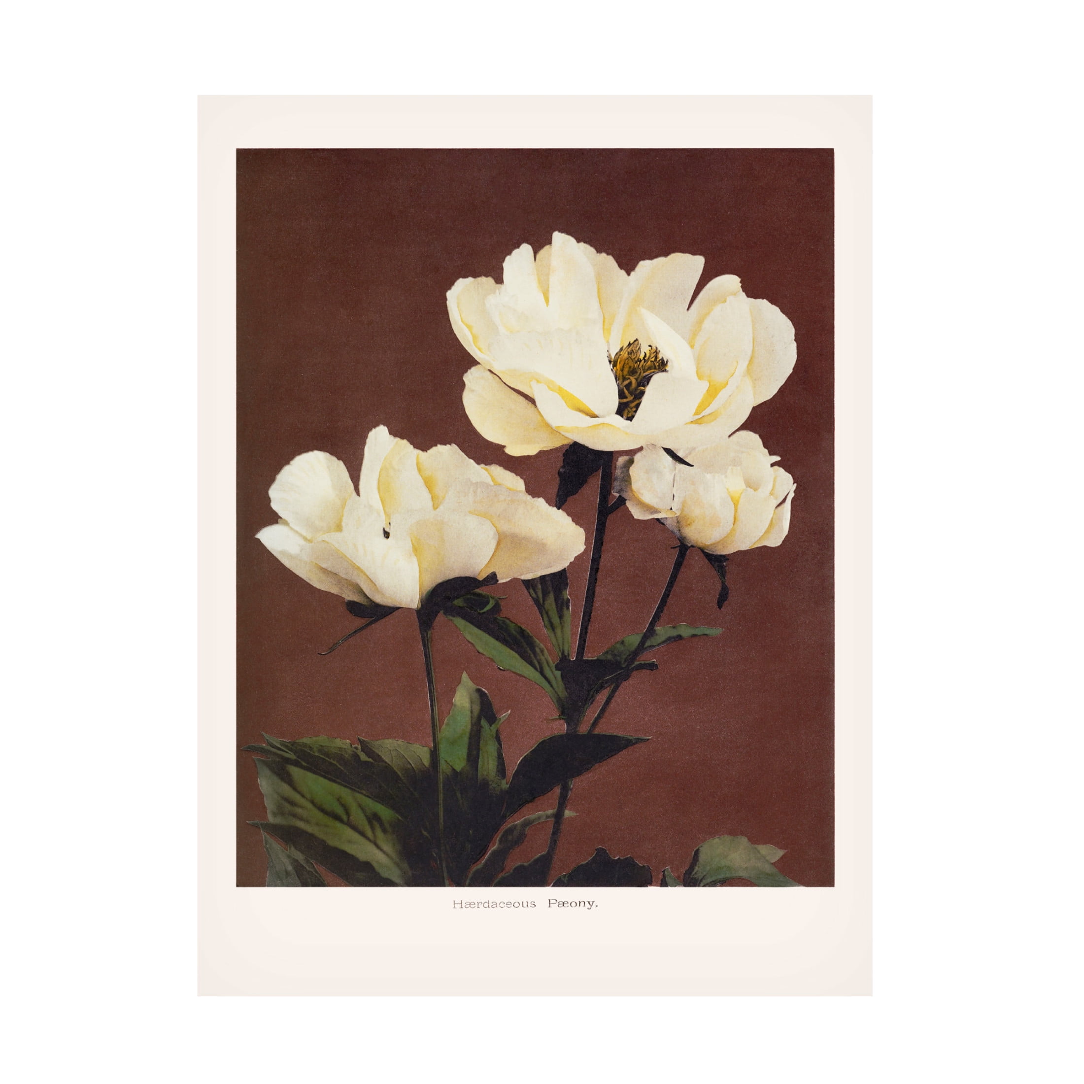 Trademark Fine Art Pictufy HAbrdaceous Peony Canvas Wall Art