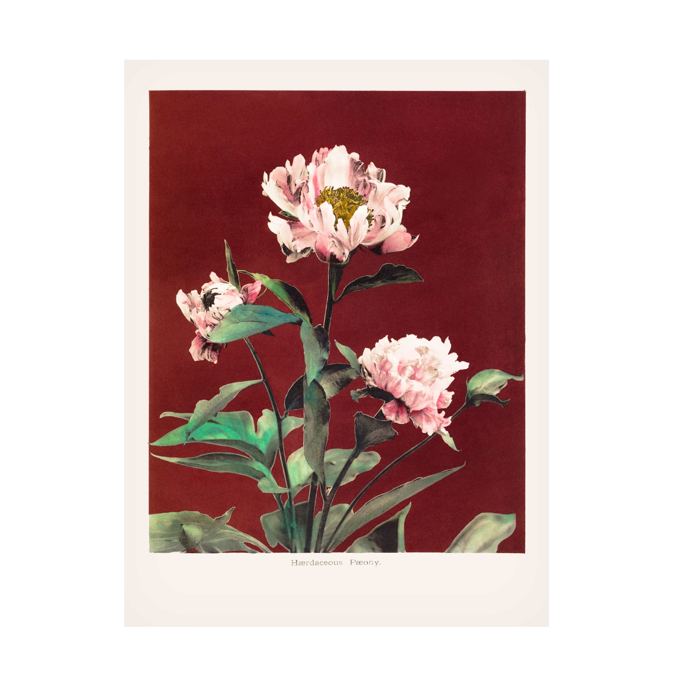 Trademark Fine Art Pictufy  HAbrdaceous Peony no2 Canvas Wall Art