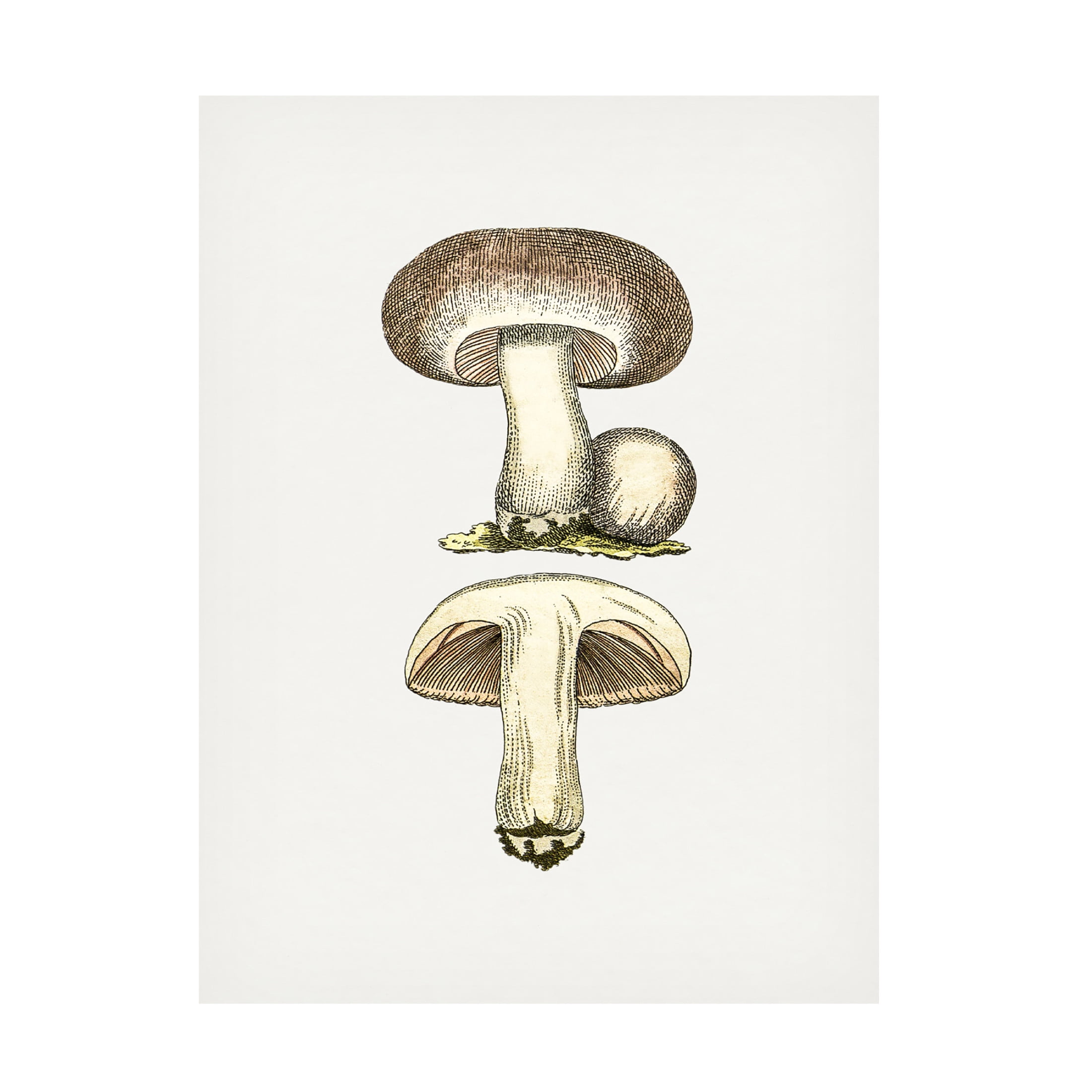 Trademark Fine Art Pictufy Hand Drawn Field Mushroom Gray Canvas Wall Art