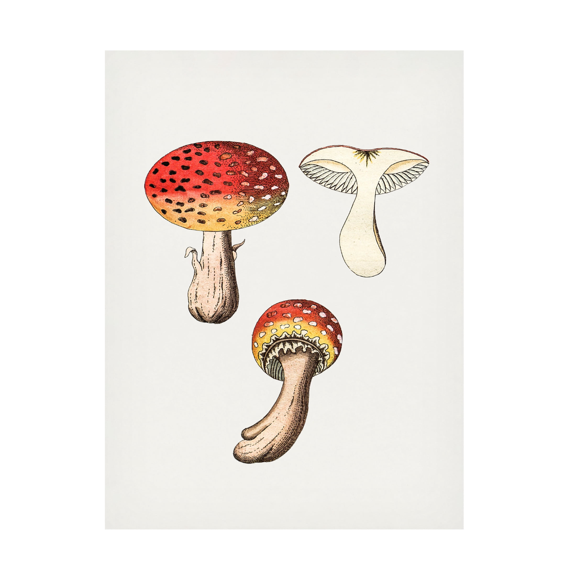 Trademark Fine Art Pictufy  Hand Drawn Fly Agaric Mushroom Canvas Wall Art