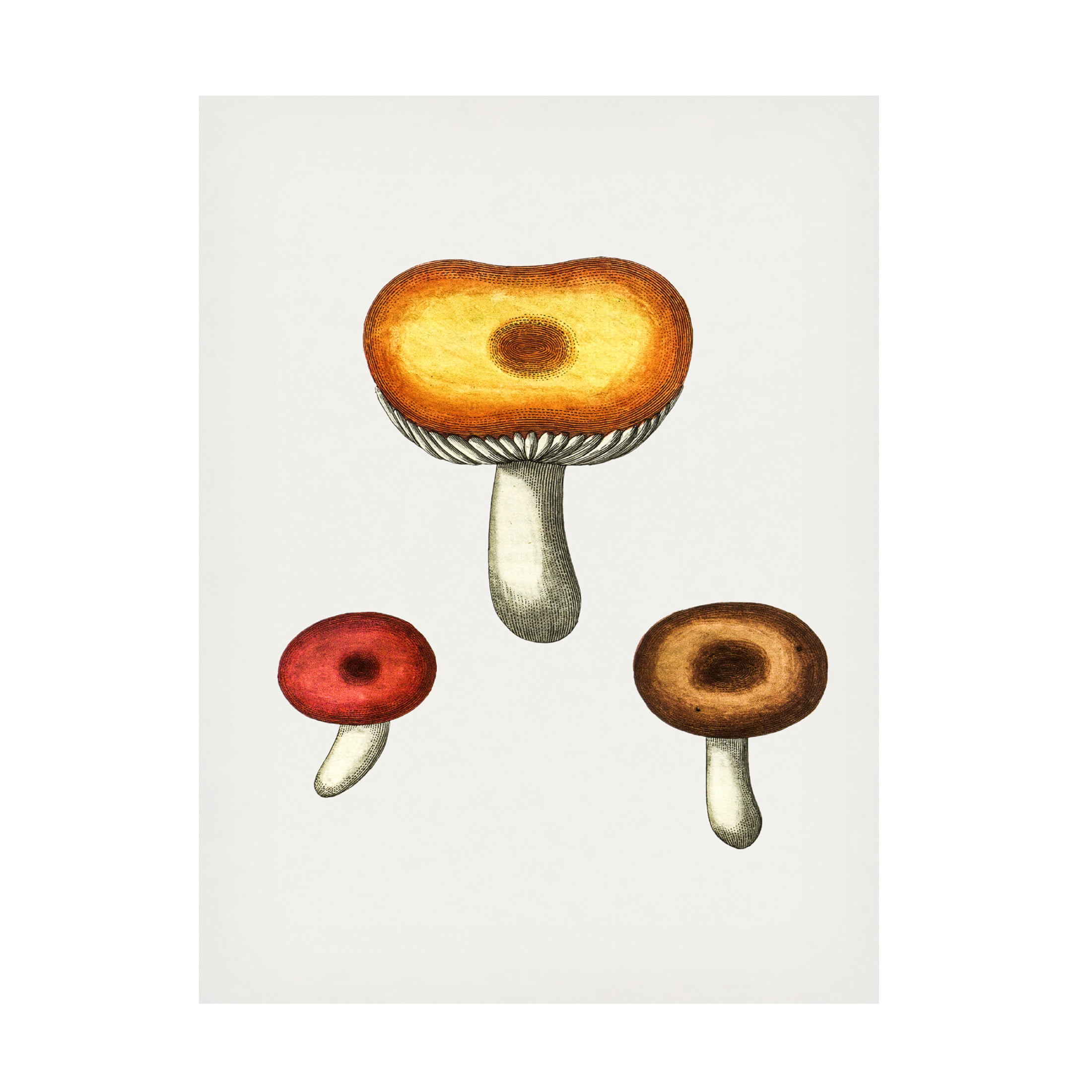 Trademark Fine Art Pictufy  Hand Drawn Galerina Mushroom Canvas Wall Art