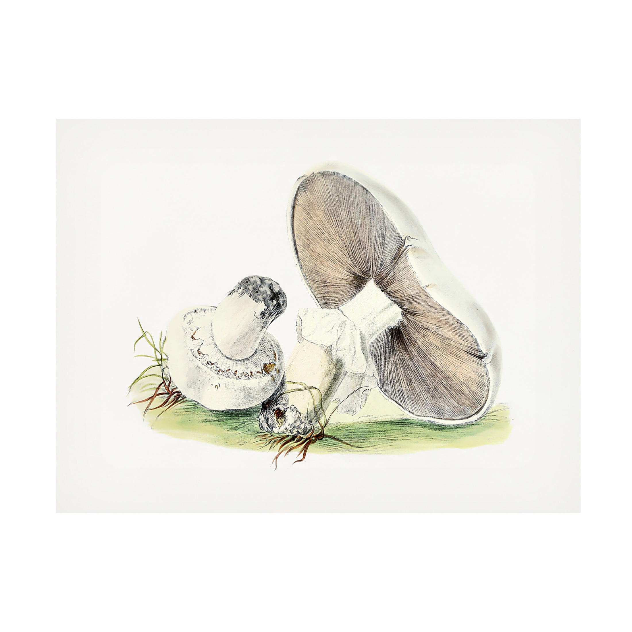 Trademark Fine Art Pictufy Hand Drawn Horse Mushroom Canvas Wall Art
