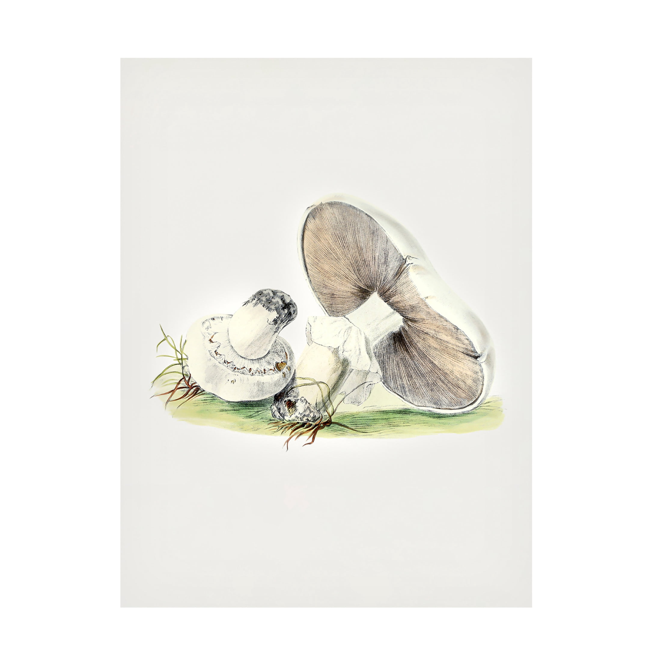 Trademark Fine Art Pictufy  Hand Drawn Horse Mushroom Standing Canvas Wall Art