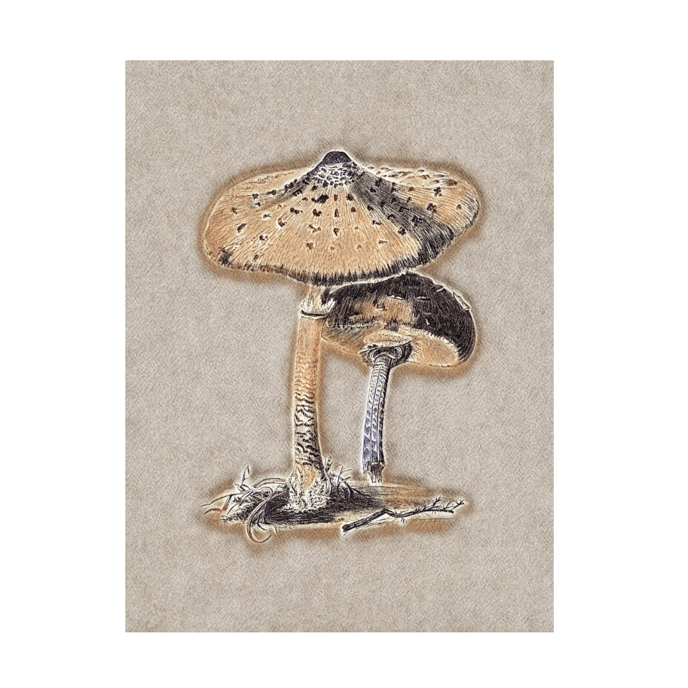 Trademark Fine Art Pictufy Hand Drawn Parasol Mushroom Brown Canvas Wall Art